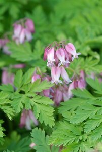 Dicentra formosa geen maat specificatie 0,55L/P9cm - afbeelding 6