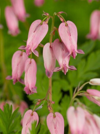 Dicentra formosa geen maat specificatie 0,55L/P9cm - afbeelding 7