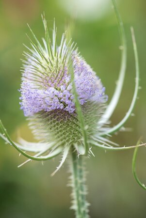 Dipsacus fullonum geen maat specificatie 0,55L/P9cm