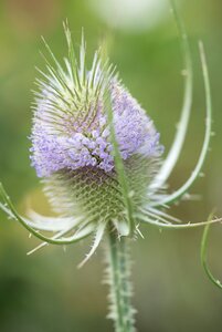 Dipsacus fullonum geen maat specificatie 0,55L/P9cm