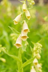 Digitalis grandiflora geen maat specificatie 0,55L/P9cm - afbeelding 2