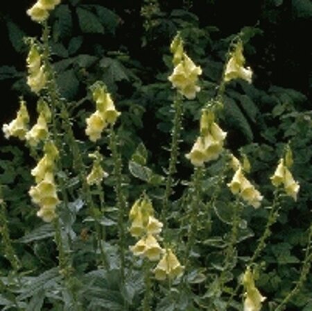 Digitalis grandiflora geen maat specificatie 0,55L/P9cm - afbeelding 3