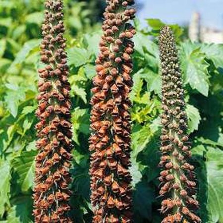 Digitalis parviflora geen maat specificatie 0,55L/P9cm