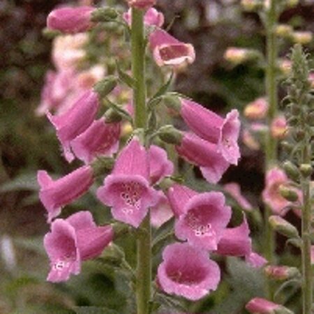 Digitalis purpurea geen maat specificatie 0,55L/P9cm - afbeelding 6