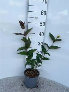 Diervilla splendens 40-60 cm cont. 2,0L