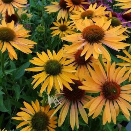 Echinacea p. 'Big Kahuna' geen maat specificatie 0,55L/P9cm - afbeelding 1