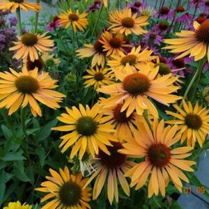 Echinacea p. 'Big Kahuna' geen maat specificatie 0,55L/P9cm - afbeelding 2