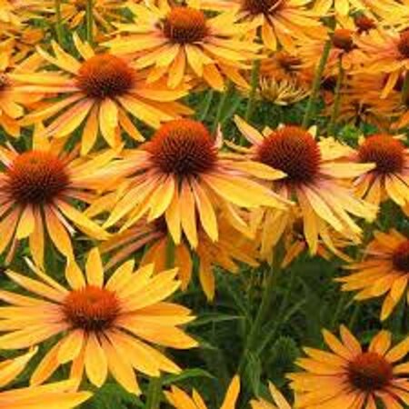 Echinacea p. 'Big Kahuna' geen maat specificatie 0,55L/P9cm - afbeelding 3