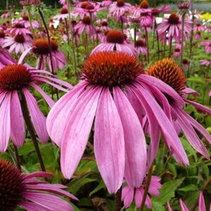 Echinacea p. 'Leuchtstern' geen maat specificatie 0,55L/P9cm