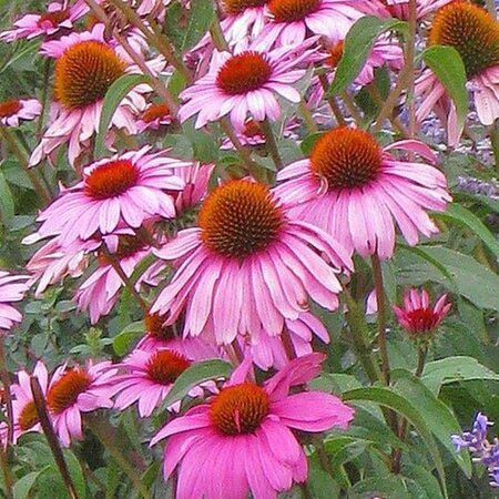 Echinacea p. 'Magnus Superior' geen maat specificatie 0,55L/P9cm - afbeelding 1