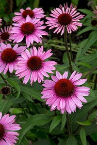 Echinacea p. 'Magnus Superior' geen maat specificatie 0,55L/P9cm - afbeelding 2