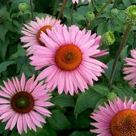 Echinacea p. 'Ruby Giant' geen maat specificatie 0,55L/P9cm - afbeelding 2