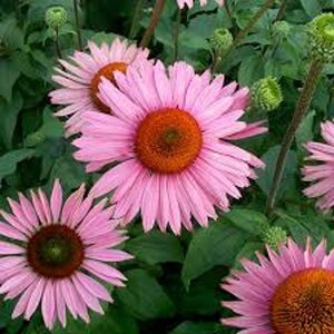 Echinacea p. 'Ruby Giant' geen maat specificatie 0,55L/P9cm - afbeelding 2