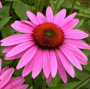 Echinacea p. 'Ruby Giant' geen maat specificatie 0,55L/P9cm - afbeelding 3