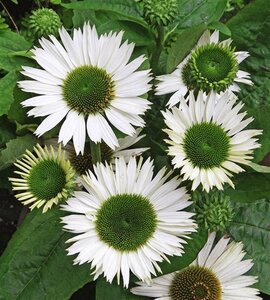 Echinacea p. 'Virgin' geen maat specificatie 0,55L/P9cm - afbeelding 3