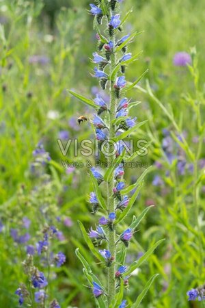 Echium vulgare geen maat specificatie 0,55L/P9cm - afbeelding 3