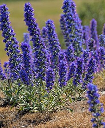 Echium vulgare geen maat specificatie 0,55L/P9cm - afbeelding 4