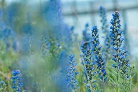 Echium vulgare geen maat specificatie 0,55L/P9cm - afbeelding 1