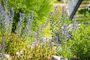 Echium vulgare geen maat specificatie 0,55L/P9cm - afbeelding 2