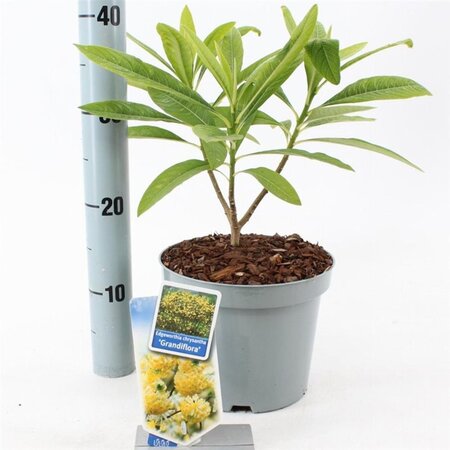 Edgeworthia chrys. 'Grandiflora' 40-50 cm cont. 3,0L - afbeelding 2