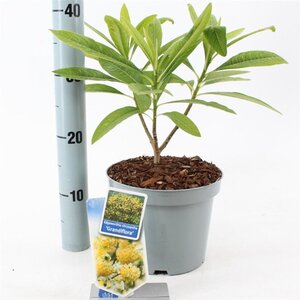 Edgeworthia chrys. 'Grandiflora' 40-50 cm cont. 3,0L - afbeelding 2