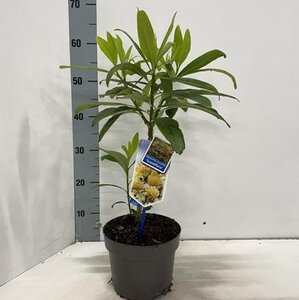 Edgeworthia chrys. 'Grandiflora' 40-50 cm cont. 3,0L - afbeelding 3