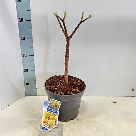Edgeworthia chrys. 'Grandiflora' 40-50 cm cont. 5,0L - afbeelding 2