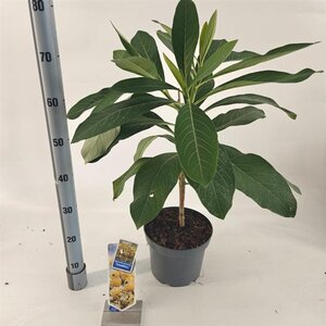 Edgeworthia chrys. 'Grandiflora' 40-50 cm cont. 5,0L