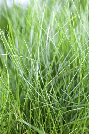 Eleocharis acicularis geen maat specificatie cont. 2,0L