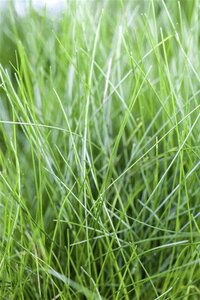 Eleocharis acicularis geen maat specificatie cont. 2,0L