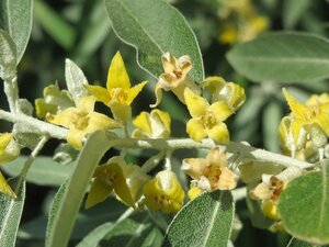 Elaeagnus angustifolia 16-18 Hoogstam cont. 130L - afbeelding 4
