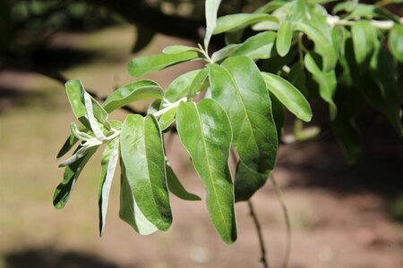 Elaeagnus angustifolia 60-100 cm cont. 3,0L - afbeelding 1