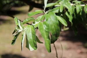 Elaeagnus angustifolia 60-100 cm cont. 3,0L