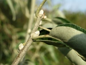 Elaeagnus angustifolia 60-100 cm cont. 3,0L - afbeelding 2