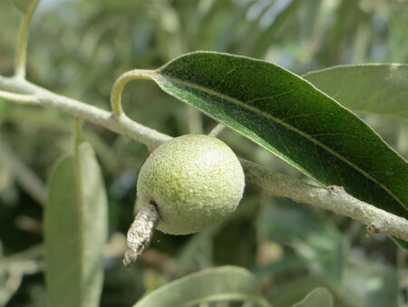Elaeagnus angustifolia 60-100 cm cont. 3,0L - afbeelding 5