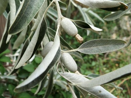 Elaeagnus angustifolia 60-100 cm cont. 3,0L - afbeelding 6