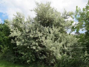 Elaeagnus angustifolia 60-100 cm cont. 3,0L - afbeelding 7