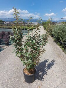 Elaeagnus ebbingei 125-150 cm cont. 18L