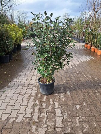 Elaeagnus ebbingei 125-150 cm cont. 30L