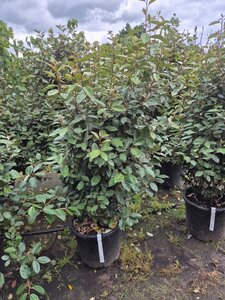 Elaeagnus ebbingei 125-150 cm cont. 30L