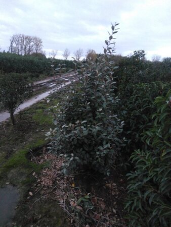 Elaeagnus ebbingei 125-150 cm met kluit - afbeelding 3