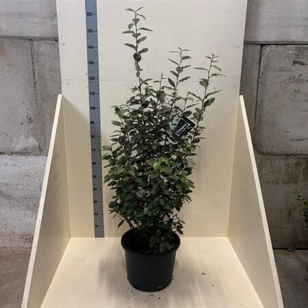 Elaeagnus ebbingei 150-175 cm cont. 20L - image 4