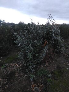 Elaeagnus ebbingei 150-175 cm met kluit - afbeelding 2