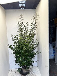 Elaeagnus ebbingei 150-175 cm RB