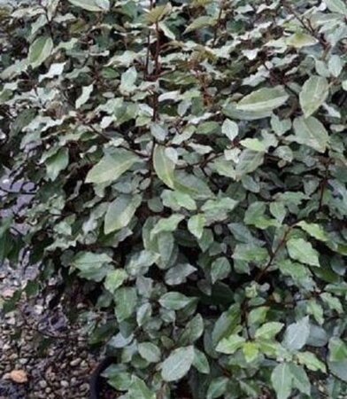 Elaeagnus ebbingei 40-50 cm cont. 3,0L - afbeelding 7
