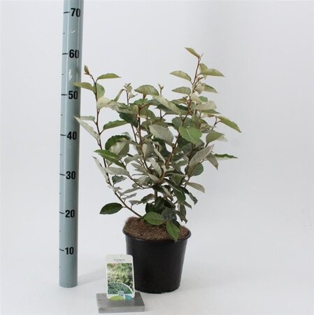 Elaeagnus ebbingei 40-50 cm cont. 3,0L - afbeelding 3