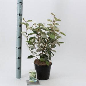 Elaeagnus ebbingei 40-50 cm cont. 3,0L - afbeelding 3