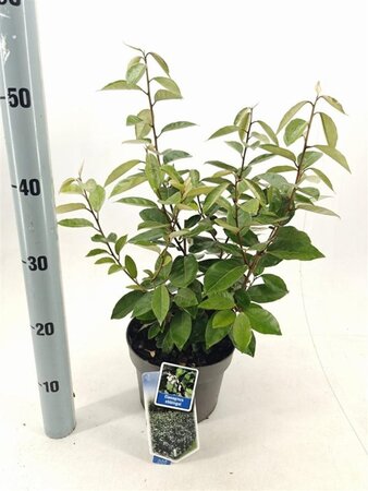 Elaeagnus ebbingei 40-50 cm cont. 3,0L - afbeelding 5