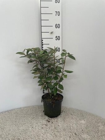 Elaeagnus ebbingei 40-60 cm cont. 3,0L - afbeelding 4