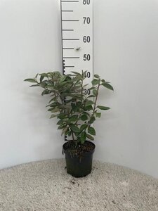 Elaeagnus ebbingei 40-60 cm cont. 3,0L - afbeelding 4